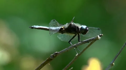 Broad bodied chaser takes off from stick Stock Footage 59881654