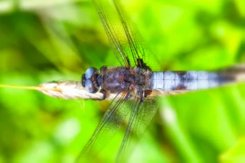 Broad-bodied chaser - top view 写真素材