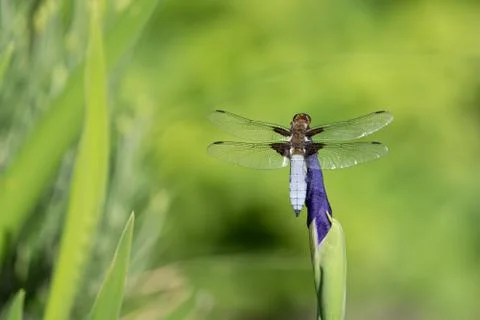 Broad bodied darter or chaser Foto stock