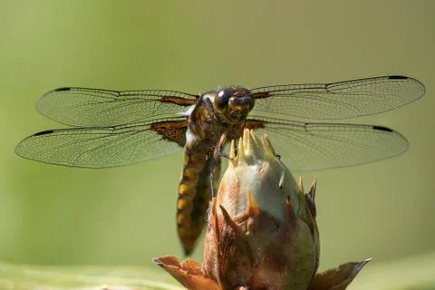 Broad bodied darter Stock Photos