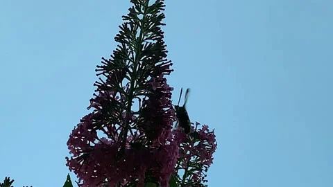 Broad-bordered bee hawk-moth (Hemaris fuciformis) on buddleja bush 動画素材 137607529