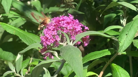 Broad-bordered bee hawk-moth (Hemaris fuciformis) on buddleja bush Vídeos de archivo 137607744