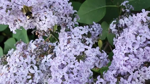 Broad-bordered bee hawk-moth Stock Footage 310615595