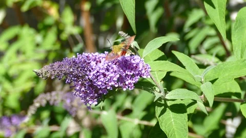 Broad-bordered bee hawk-moth (Hemaris fuciformis) in flight above summer lilac Stock Footage 314664086