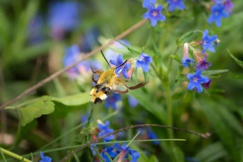 A broad bordered bee hawk moth feeding on a blue flower Stock Photos