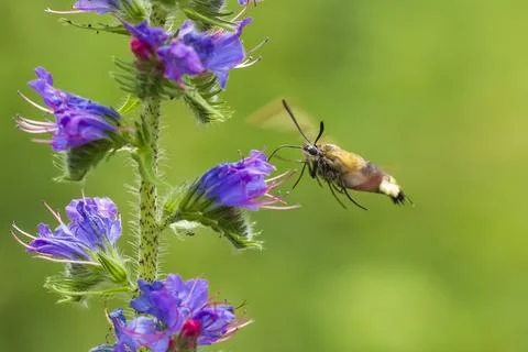 Broad-bordered bee hawk-moth Hemaris fuciformis, feeding on purple flowers Stock Photos