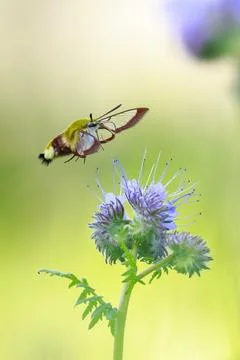 Broad-bordered bee hawk-moth Hemaris fuciformis, feeding on purple flowers Stock Photos