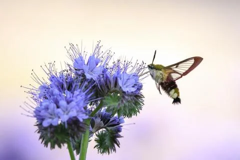 Broad-bordered bee hawk-moth Hemaris fuciformis, feeding on purple flowers Stock Photos