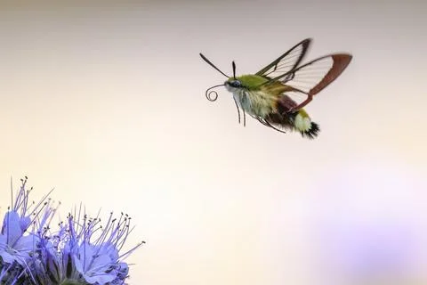 Broad-bordered bee hawk-moth Hemaris fuciformis, feeding on purple flowers Stock Photos