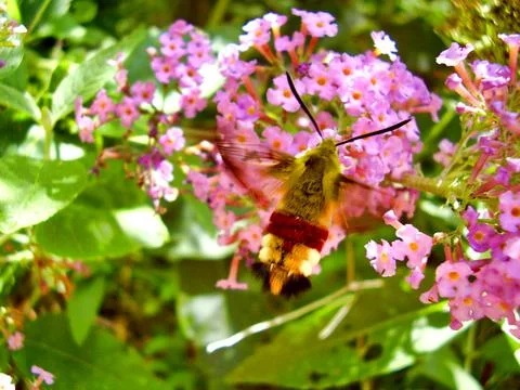 Broad-Bordered Bee Hawk Stock Photos