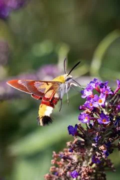 The broad-bordered bee hawkmoth in full flight Stock-Fotos