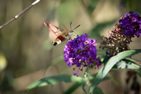 The broad-bordered bee hawkmoth in full flight Stock Photos