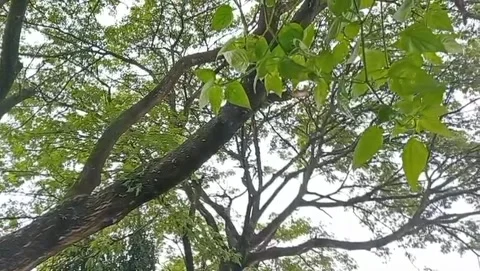 A broad-branched rain tree shades the surrounding area with fresh green leaves. Видео 329468643