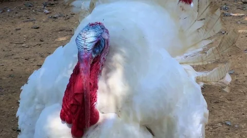 Broad breasted white domesticated turkey Stock Footage 81845351
