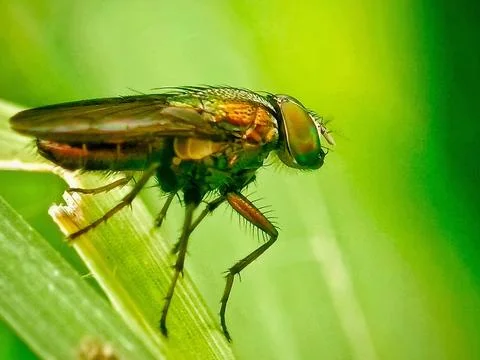 Broad Centurion Stock Photos