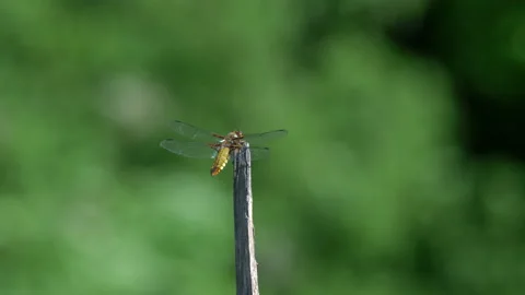 Broad- Chaser Dragonfly Stock Footage 143541498