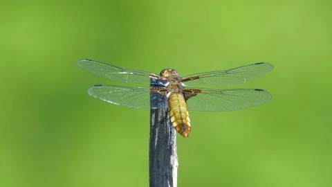 Broad- Chaser Dragonfly Stock Footage 143552678