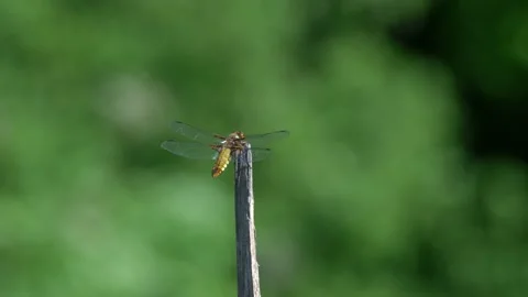 Broad- Chaser Dragonfly Stock Footage 143697628