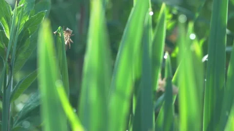 Broad- Chaser Dragonfly Stock Footage 143698671