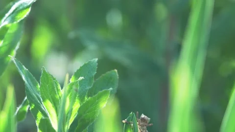 Broad- Chaser Dragonfly Stock Footage 143699612