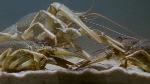 Broad Clawed Crayfish (Astacus astacus) on the river bottom, close-up. Stock Footage 231600132