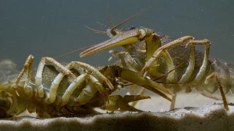 Broad Clawed Crayfish (Astacus astacus) crawls along the river bottom Stock-Footage 231601313