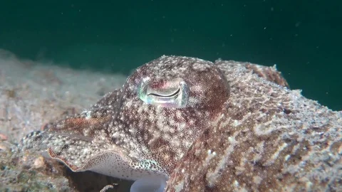 Broad club cuttlefish Stock Footage 123145218