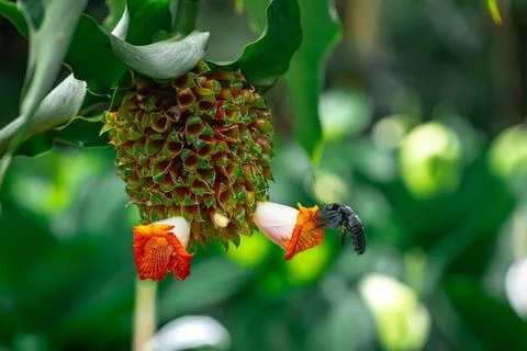A Broad-footed Carpenter Bee Xylocopa latipes forages for pollen and nectar.. Stock Photos