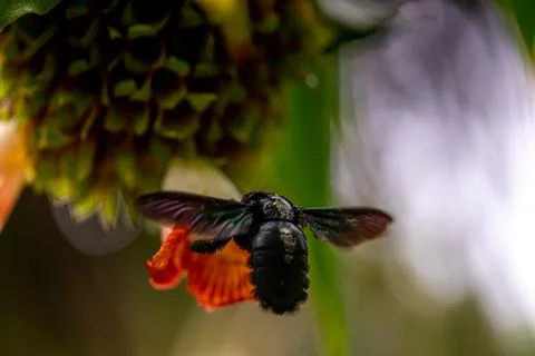 A Broad-footed Carpenter Bee Xylocopa latipes forages for pollen and nectar.. Stock Photos