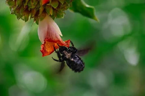 A Broad-footed Carpenter Bee Xylocopa latipes forages for pollen and nectar.. Stock Photos