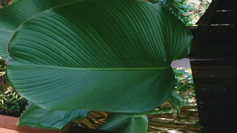 Broad green Stock Footage 238841262