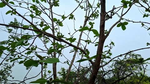 Broad Green Leaves and Tree Limbs Vídeo Stock 335189683