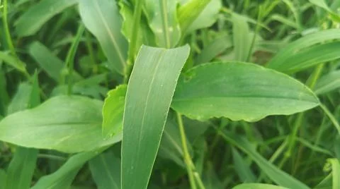 Broad Green Leaves and Wild Plant Foliage Background Stock Photos