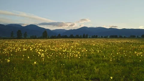 Broad green meadow full of meadowsweets flowers, blue misty hills before sunrise Stock Footage 126364656