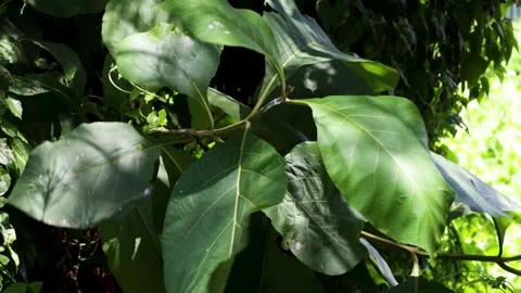 Broad green teak tree leaves illuminated by dappled sunlight showing detail.. Stock Footage 344824456