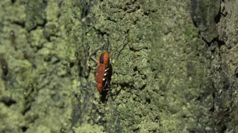 Broad-headed Bug, Malaysia Stock Footage 165193666