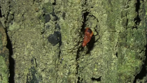 Broad-headed Bug, Malaysia Stock Footage 165193698