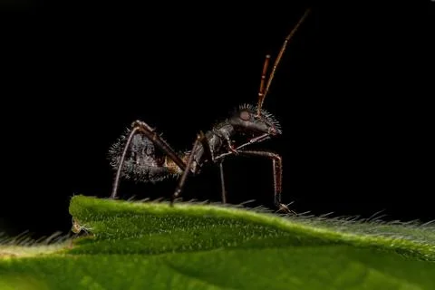 Broad-headed Bug Nymph Stock Photos