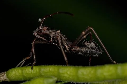 Broad-headed Bug Nymph Stock Photos