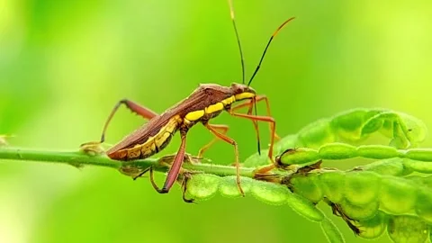 Broad-Headed Bug (Riptortus linearis) Crawling Plant 2K Slow Motion Vídeo Stock 346335864