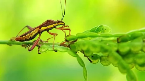 Broad-Headed Bug (Riptortus linearis) Crawling Plant 4K Slow Motion Vídeo Stock 346335877