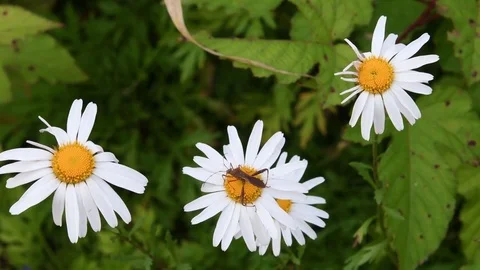 Broad-headed bug &amp; Siberian chrysanthemum flowers Stock Footage 83289162