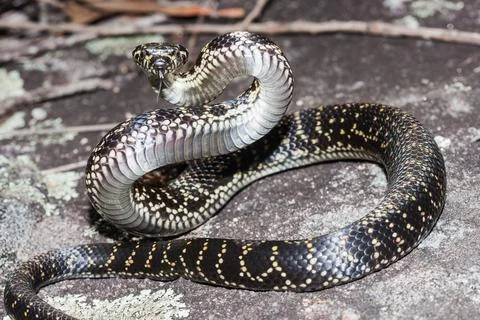Broad-Headed Snake in strike position Stock Photos