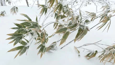 Broad-leaf bamboo leaves in winter snow blowing in wind Stock Footage 265637904
