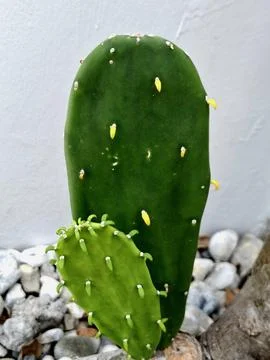 Broad leaf cactus, ladle cactus Stock Photos