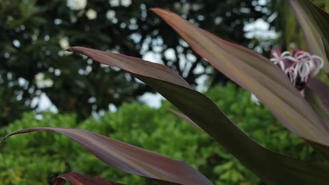 Broad leaf plant in bloom with lily flowers Video stock 81797282