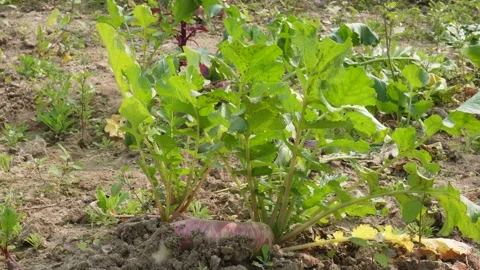 Broad Leaf Plants Reddish Stems Stock Footage 332539788