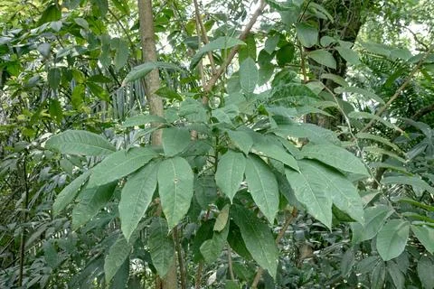 Broad leaf sapling growing in tropical forest vegetation Stock Photos