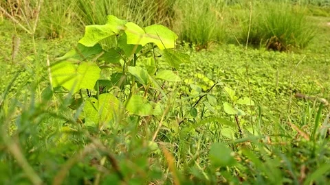 Broad Leaf Sprout Growing In Green Field Meadow Stock Footage 344015600