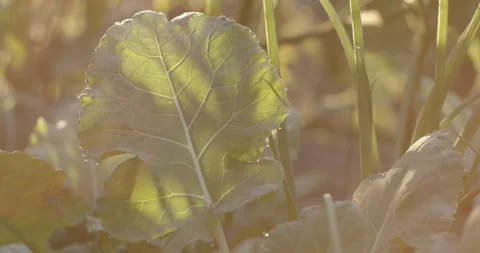 Broad leaf is swaying in garden breeze while golden sun getting stronger and dew Stock Footage 338338756